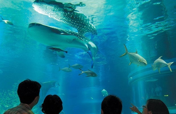 อควาเรี่ยมไคยุคัง (Osaka Aquarium Kaiyukan)